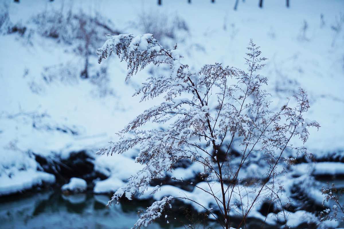 雪花纷飞是成语吗_雪花纷飞_雪花纷飞是什么歌