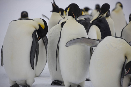 企鹅社区_企鹅社区关闭了吗_企鹅社区链接