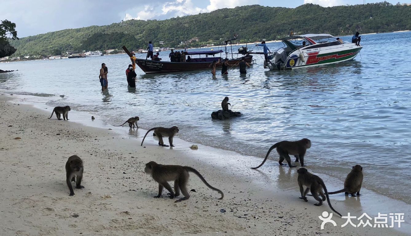 海滩猴子怎么打_沙滩救生员黑猴子安卓_黑猴子游戏海滩救生员