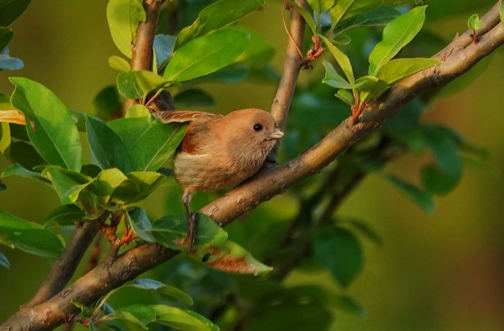 歌词适配_a birds song歌词_歌词birds