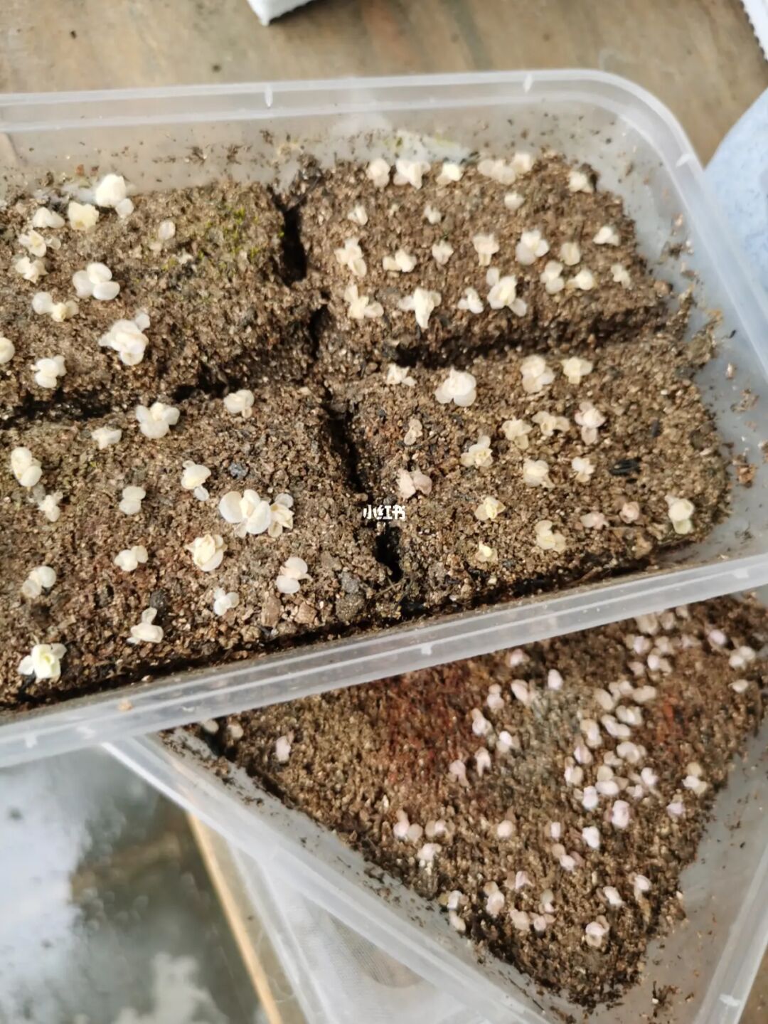 神奇的种子_神奇种子儿歌_神奇种子店绘本故事