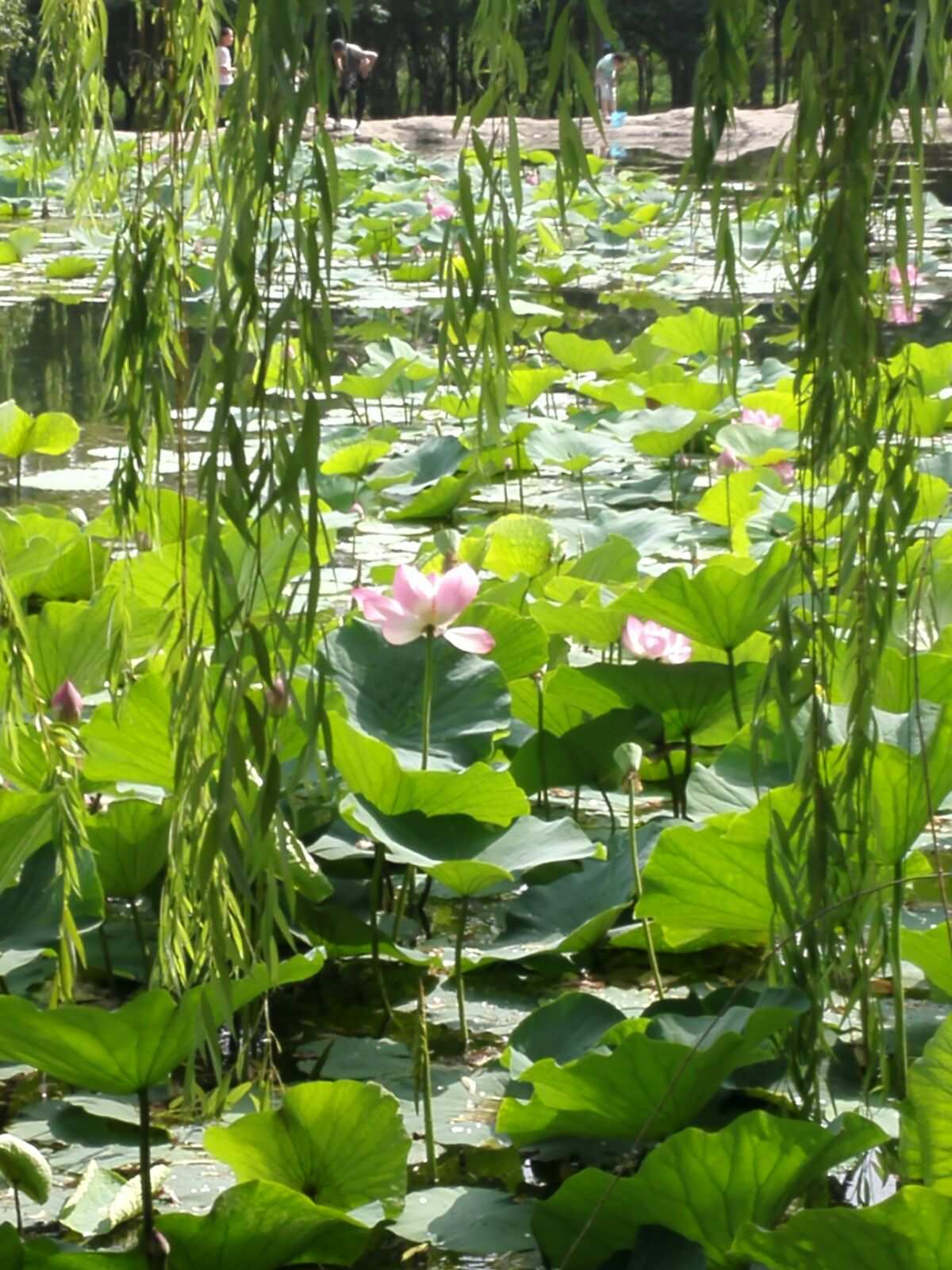 荷包头_荷包头怎么梳_荷包头是什么意思