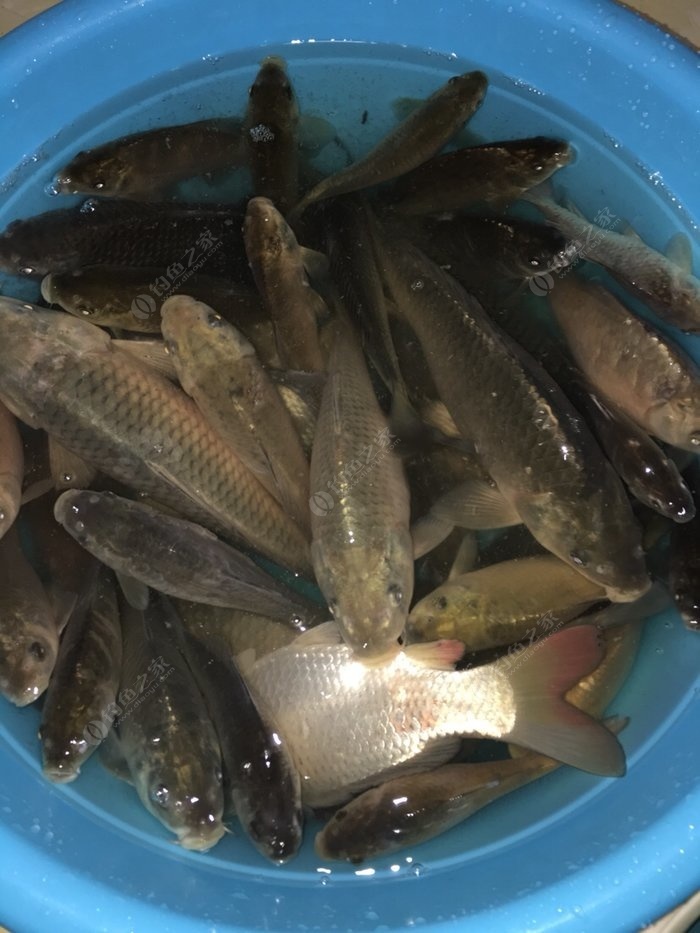 抓鱼游戏机_抓鱼游戏视频_抓鱼游戏