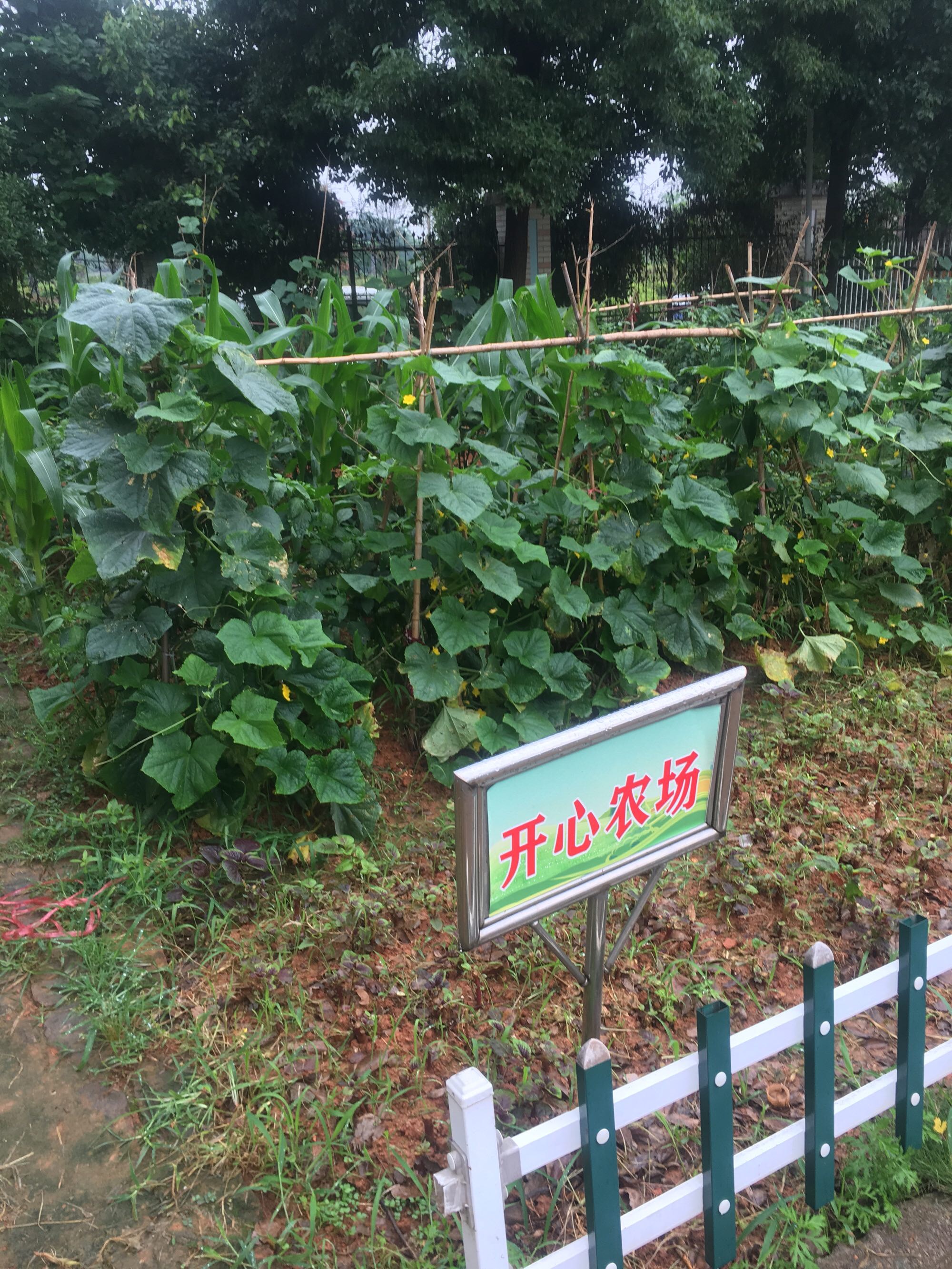 农场开心农场游戏_奇乐网齐鲁开心农场_白领网开心农场