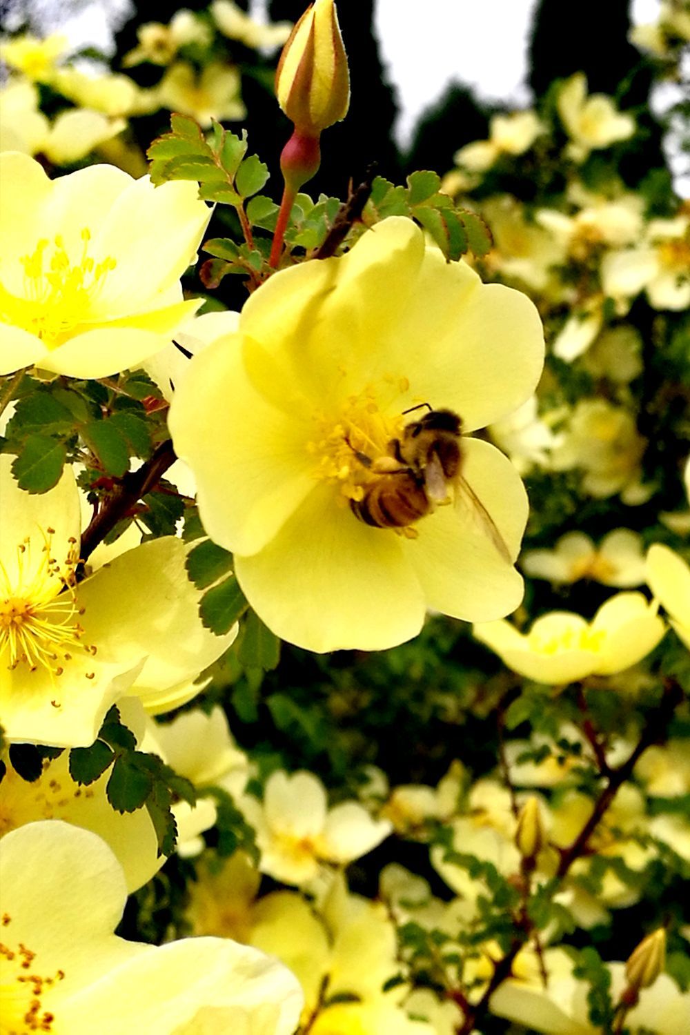 蜂巢迷宫是哪一期_最强大脑蜂巢迷宫_蜂巢迷宫游戏