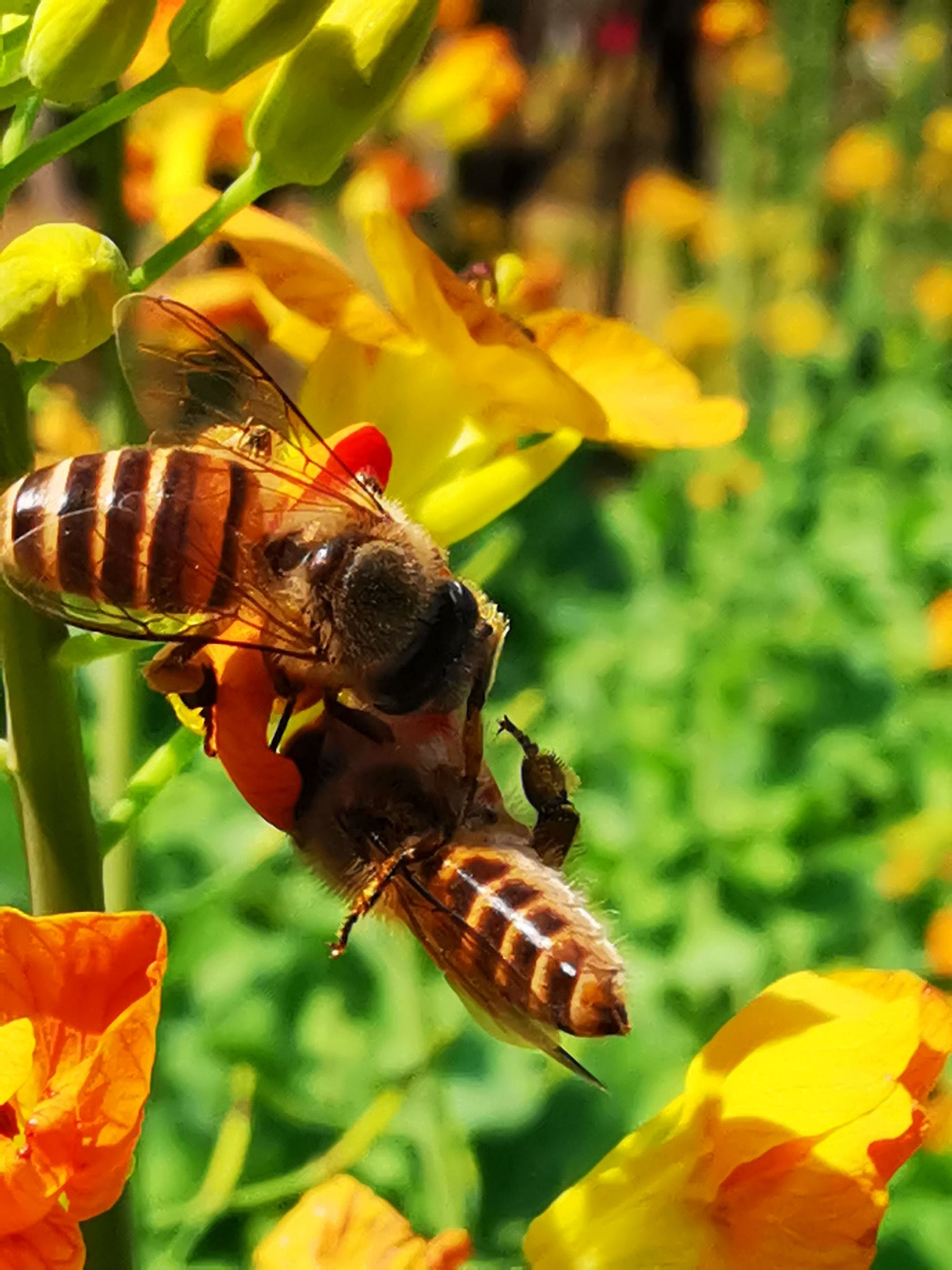 蜂巢迷宫游戏_蜂巢迷宫是哪一期_最强大脑蜂巢迷宫