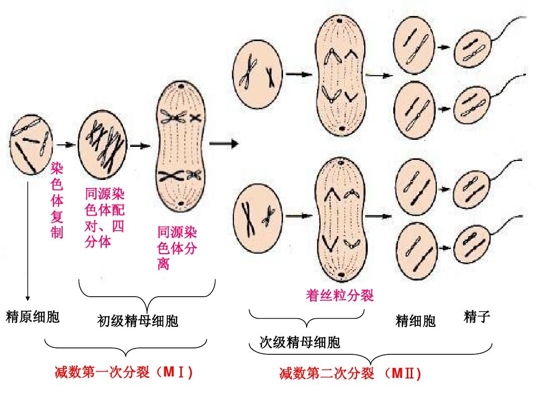 细胞分裂2：思越木结构的奇妙之美