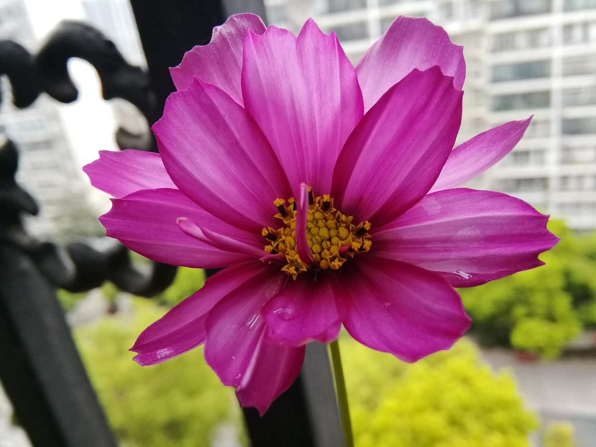 惊艳雷花：自然奇观迷人