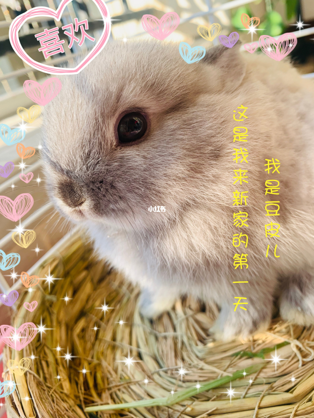 兔兔猜拳冷狐破解汉化_兔兔猜拳_兔兔猜拳安卓下载