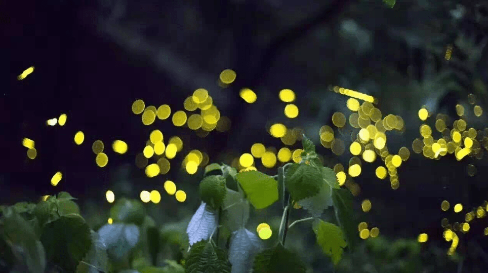 夜晚，静静的萤火虫点亮黑夜的魔力