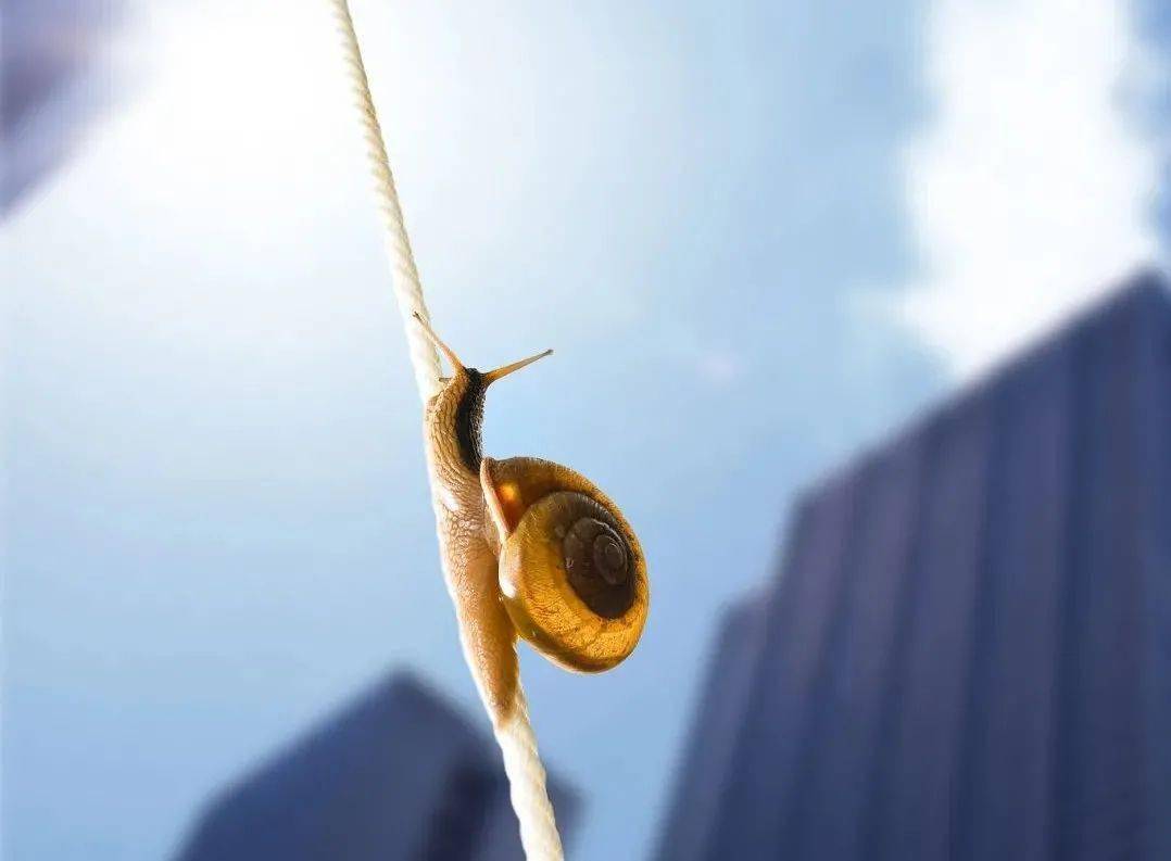 猛击_猛击后颈真的会令人晕吗_猛击者