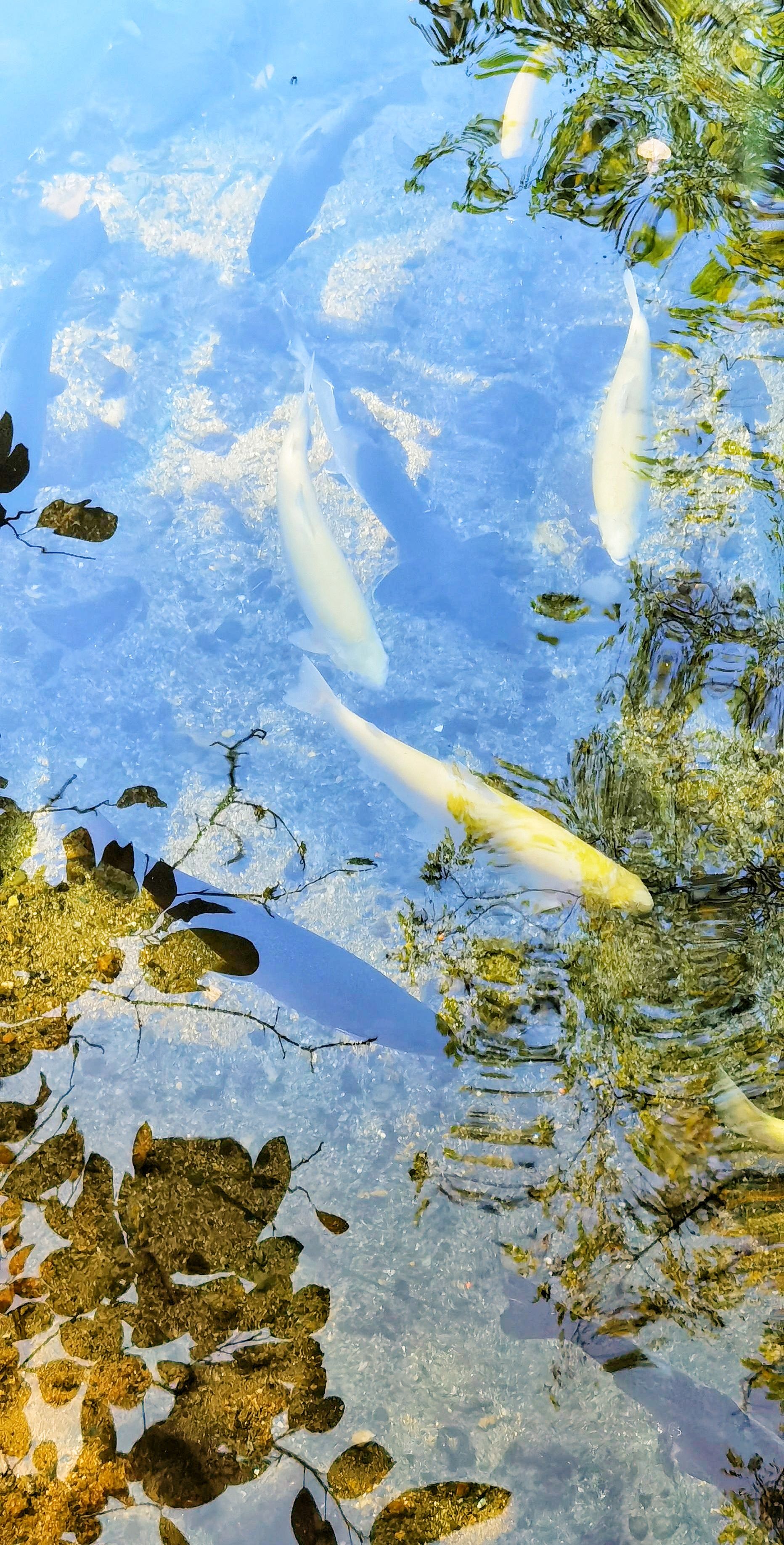 星谷露物语鱼王_星露谷物语鱼_星露谷物语鱼图鉴2020