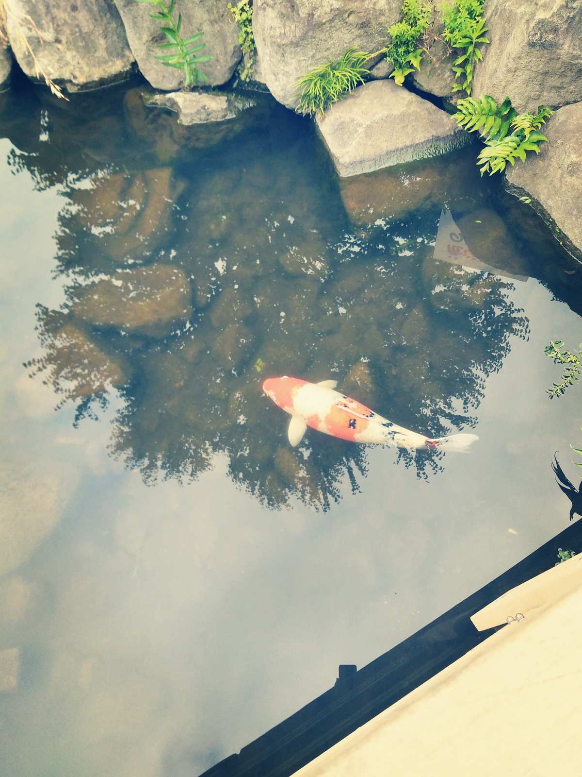 星露谷物语鱼图鉴2020_星谷露物语鱼王_星露谷物语鱼