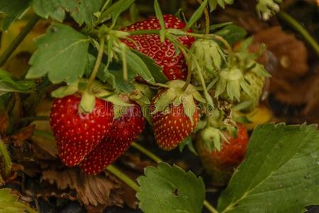 草莓视频app黄色_草莓视频app黄色_草莓视频app黄色