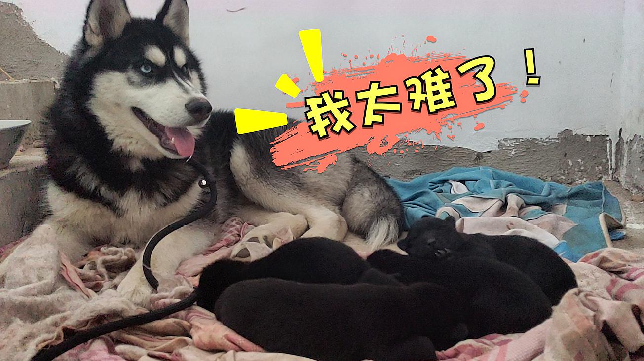 奶堵了通奶视频_产妇奶结通奶视频_逗奶视频