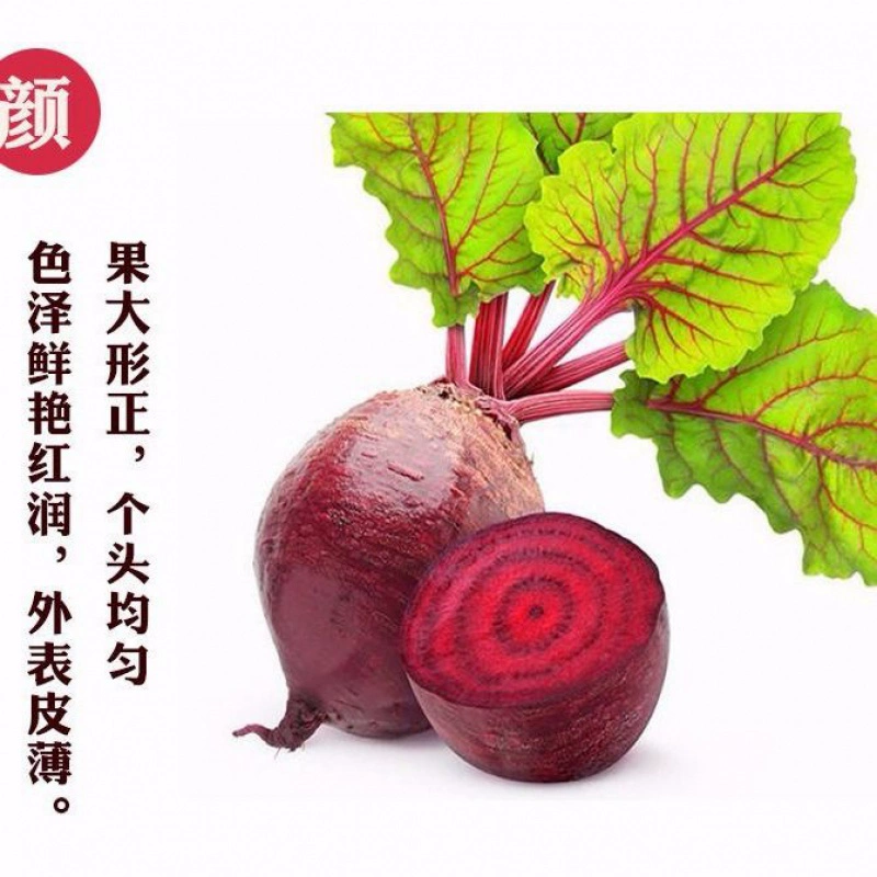 星露谷10个甜菜任务流程_星露谷甜菜种子哪里有卖_星露谷甜菜