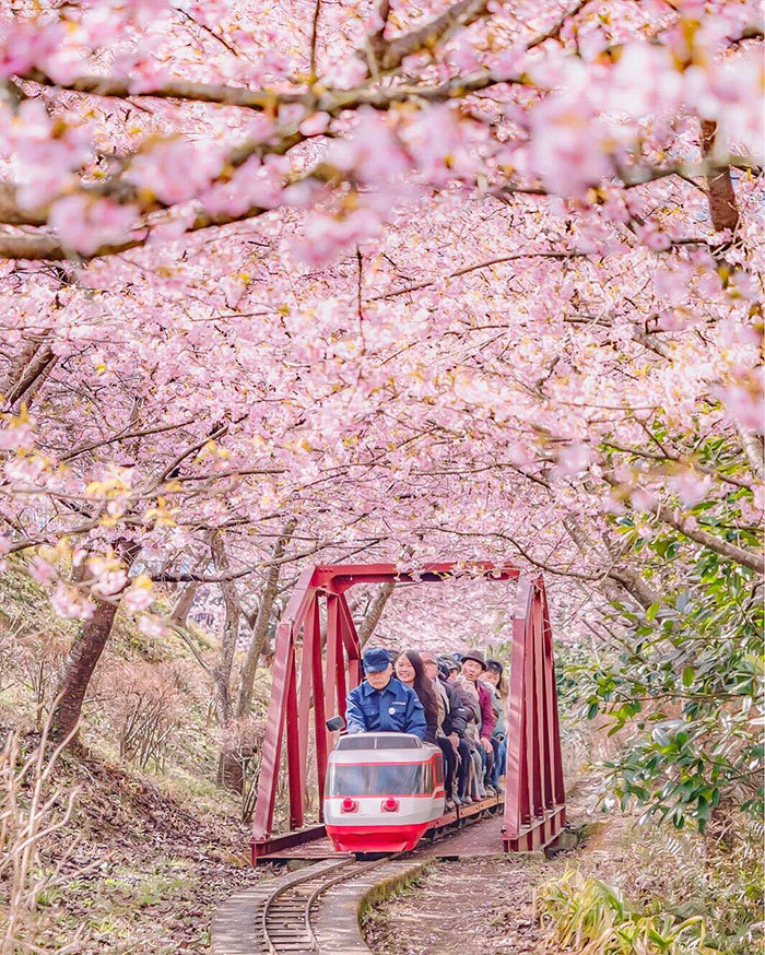 樱花动漫动画下载_樱花动漫动画_樱花动漫动画推荐