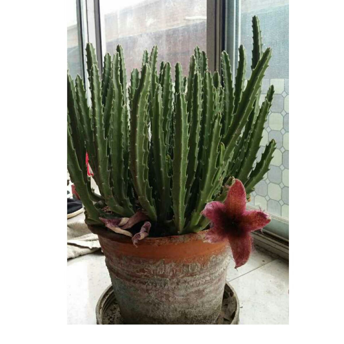 沙铃仙人掌努力值_沙岭仙人掌进化_沙铃仙人掌