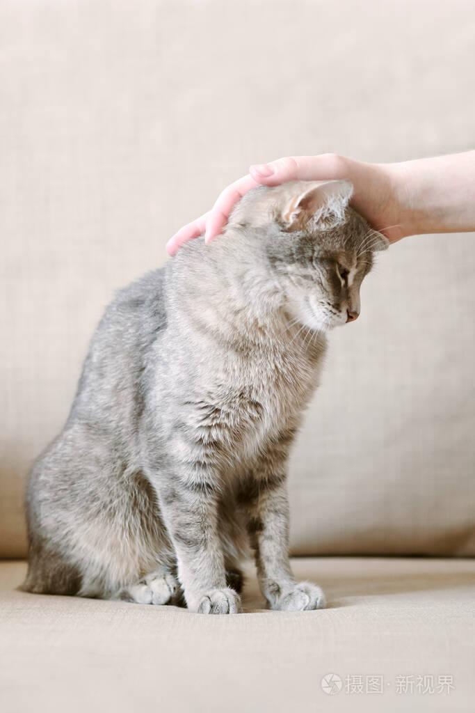 基努猫是什么猫_块猫_猫的品种