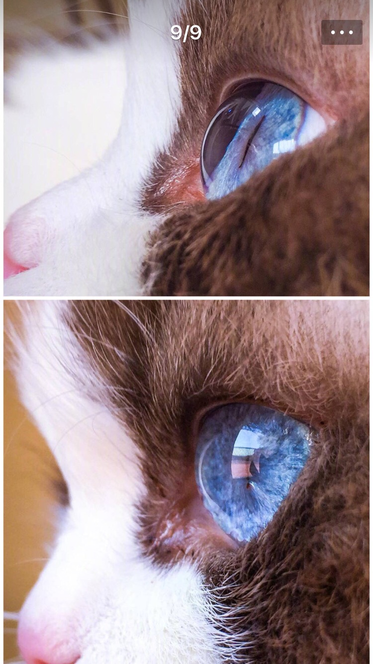 桑喵活下去第6关_桑喵活下去攻略_喵桑