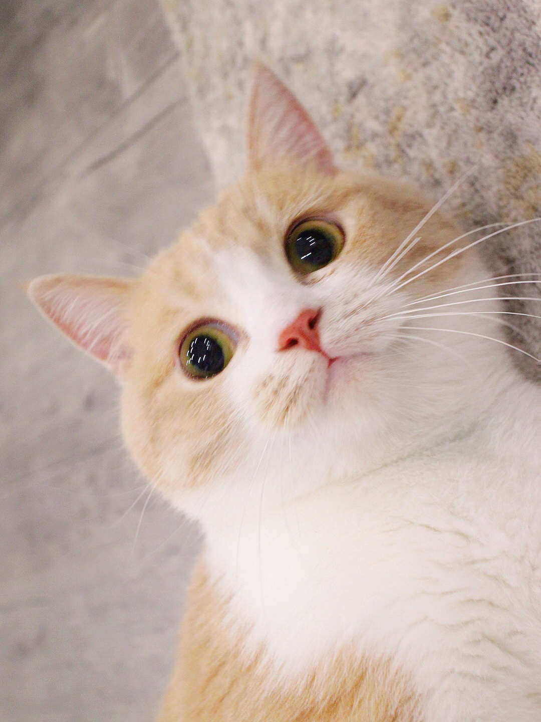 喵桑_桑喵活下去攻略_桑喵活下去第6关