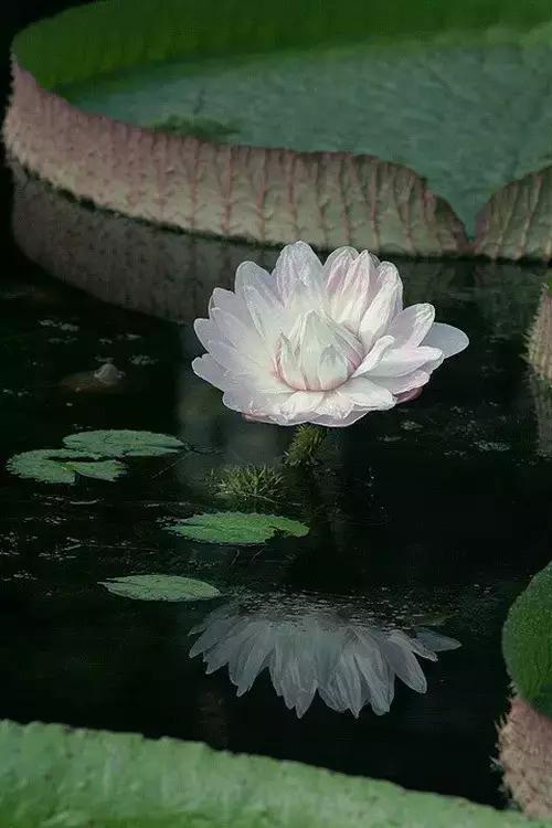 出家人教你保持心灵宁静，化生寺技能大揭秘