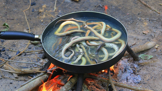 香脆蛇图纸_香脆蛇_香脆蛇蛇肉在哪里