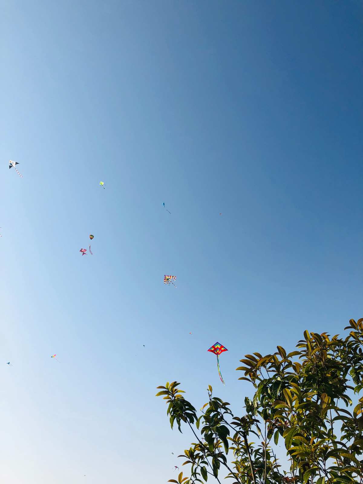 风筝的意思_断线风筝意思_风筝意思是什么