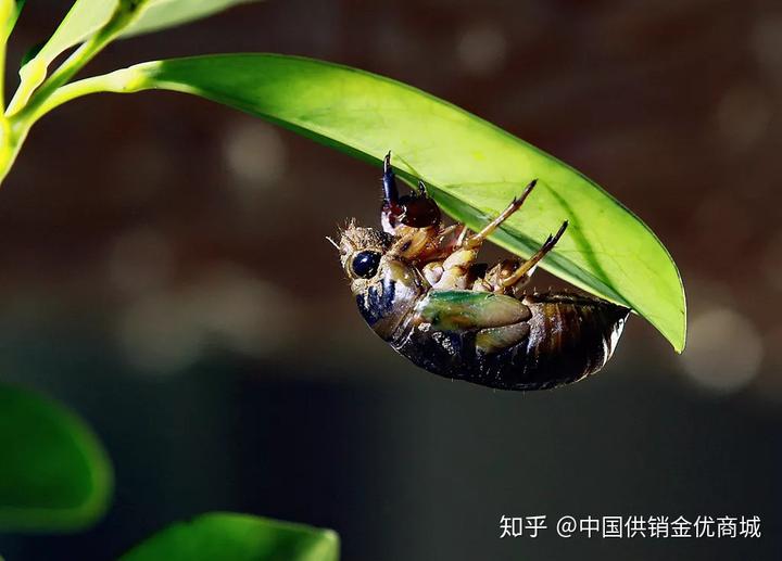 空王冠抖森_森山樱空_空蝉之森电影