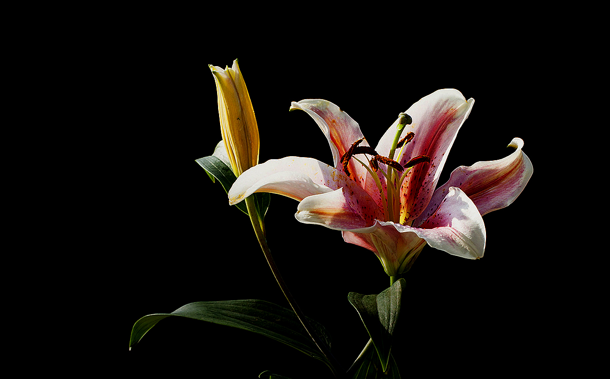 百合会论坛_百合会论坛_百合会论坛