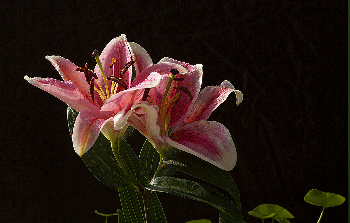 百合会论坛_百合会论坛_百合会论坛