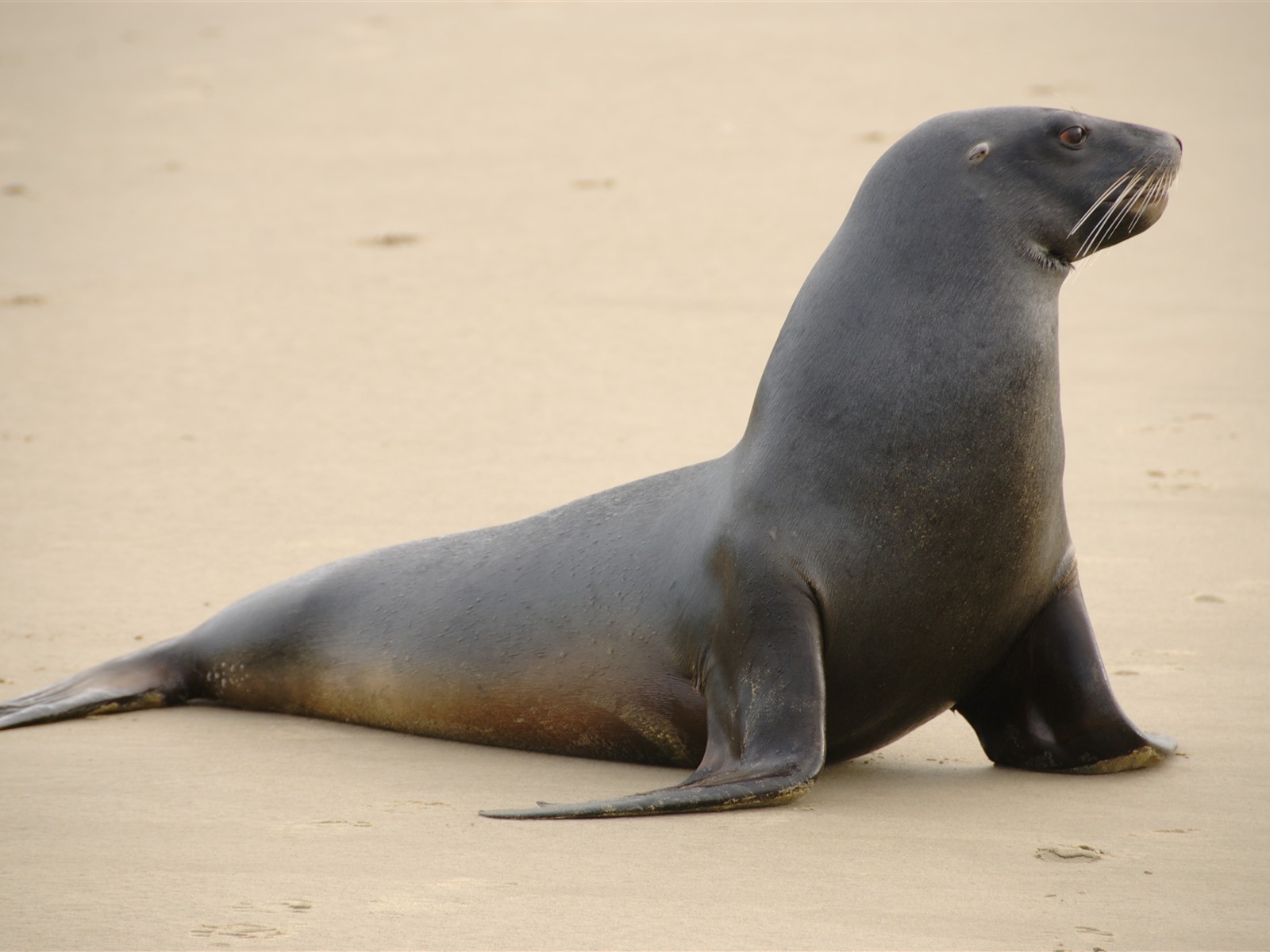 世界征服者4海狮行动_将军的荣耀海狮行动_海狮行动