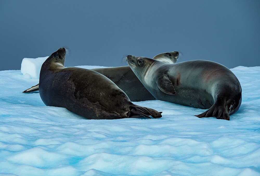 海狮行动_世界征服者4海狮行动_将军的荣耀海狮行动