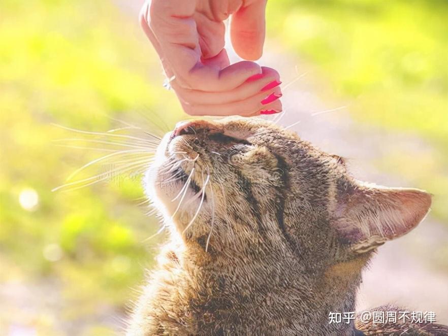 新色猫咪导航网站_猫咪的最新网站现在多少_猫咪最新网站是什么多少