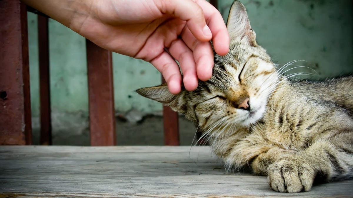 猫咪最新网站是什么多少_猫咪的最新网站现在多少_新色猫咪导航网站