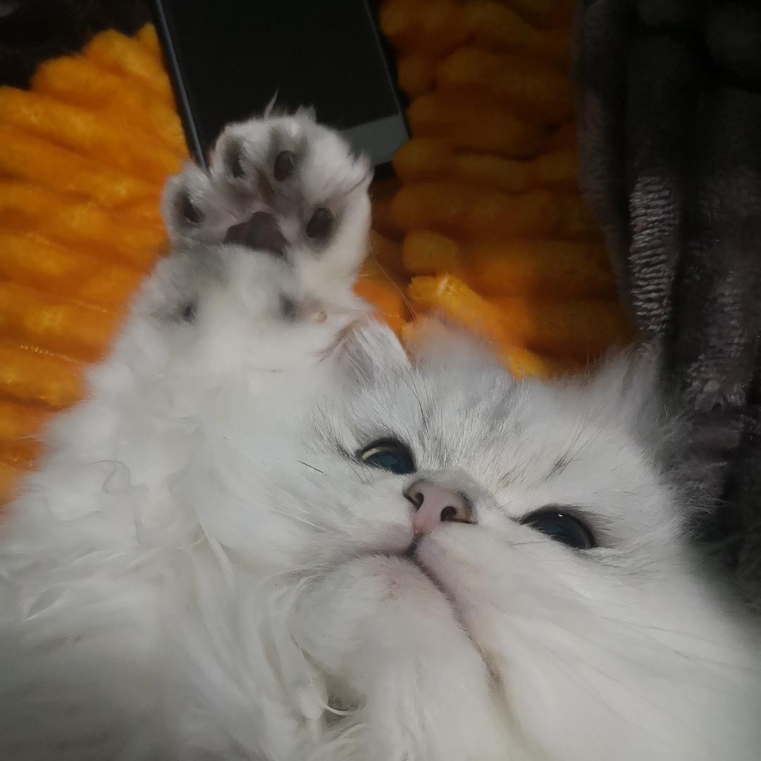 爪喵大王_喵爪_爪喵语符号