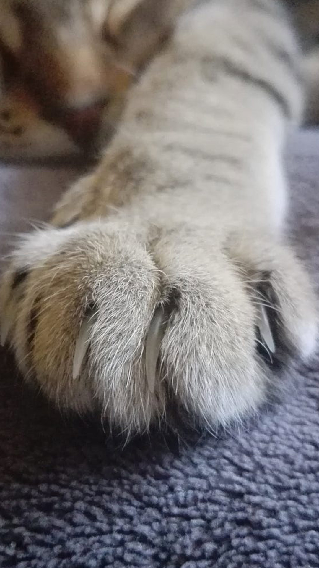 喵爪_爪喵大王_爪喵语符号