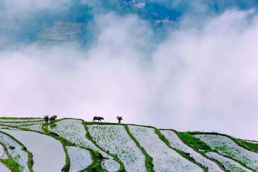 元素大陆阵容_元素大陆_元素大陆小说