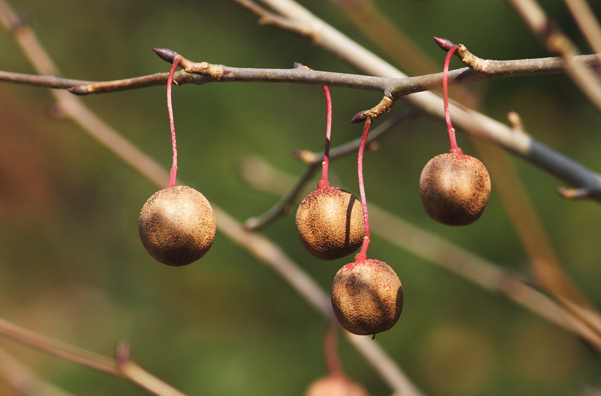 树鸽子学名叫什么_俗称鸽子树的是_鸽子树指的是什么树