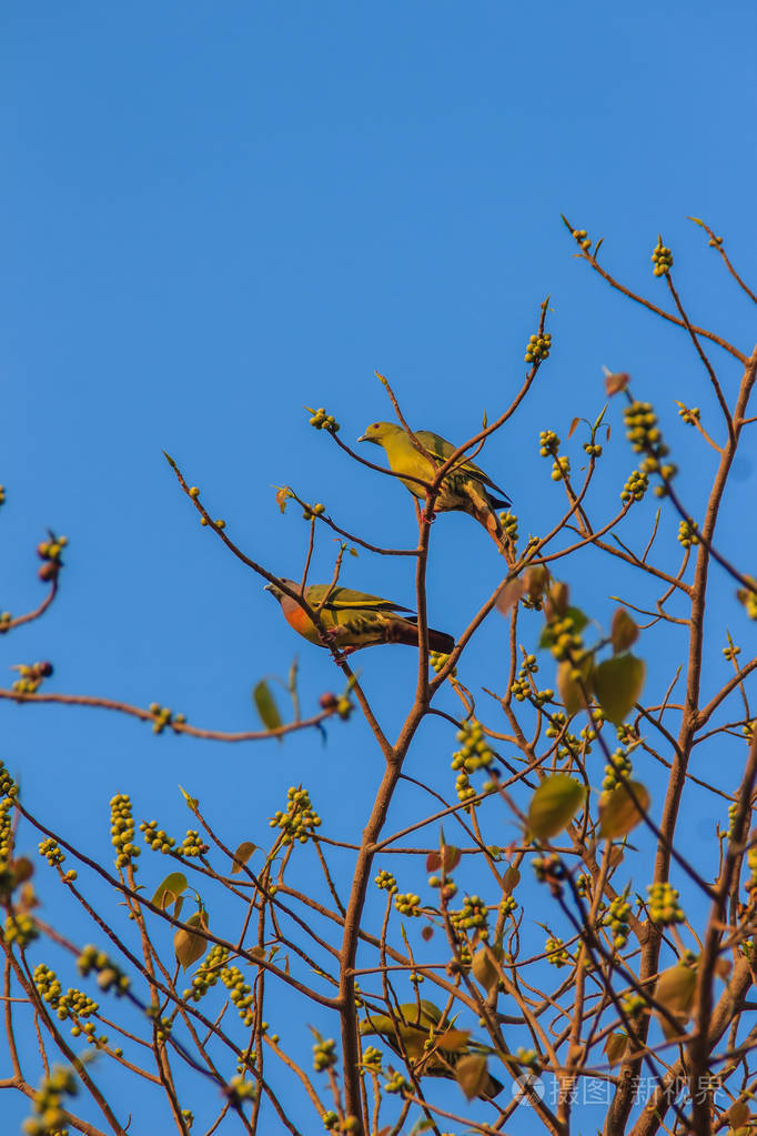 树鸽子学名叫什么_鸽子树指的是什么树_俗称鸽子树的是