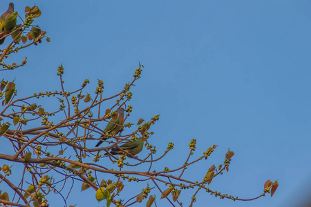 俗称鸽子树的是_鸽子树指的是什么树_树鸽子学名叫什么