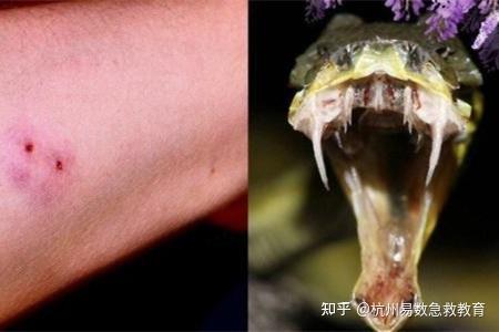 巨蛇之牙：璀璨明珠，闪耀魅力无穷