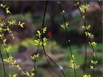 二十四节气立春_节气立春是什么意思_节气立春是最早的春节吗