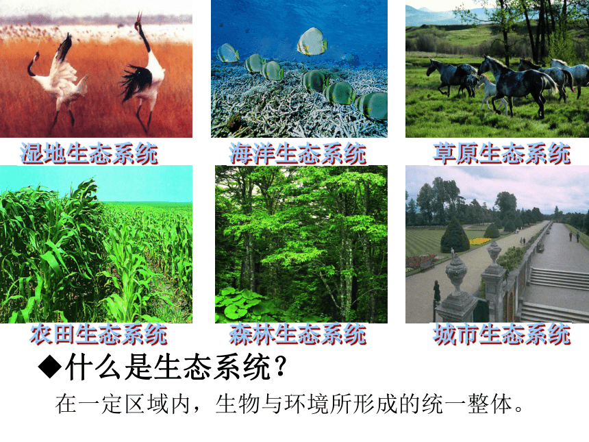 生态系统基质_生态基石是什么_生态系统的基石