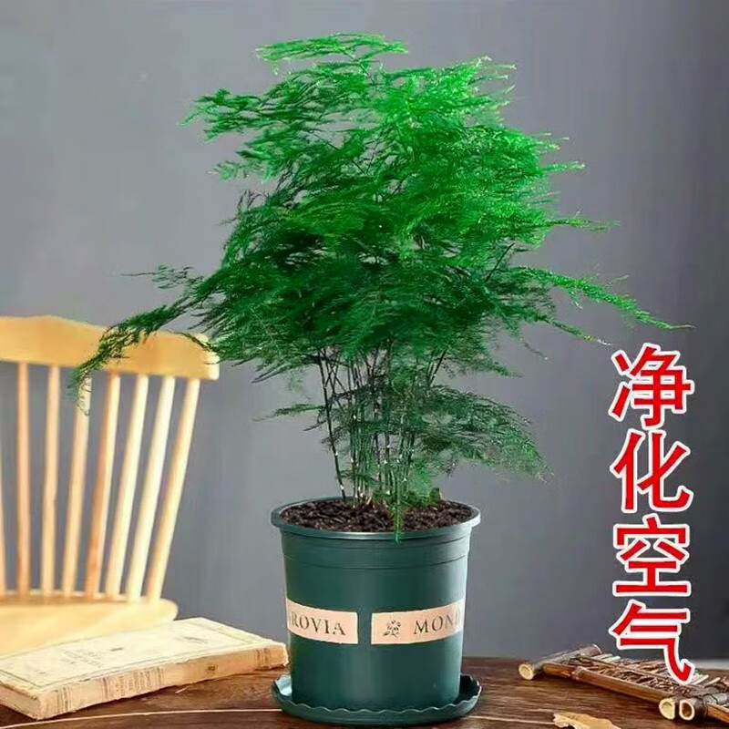 园艺达人必备！大王花资料，产品质量、服务态度和价格都超值