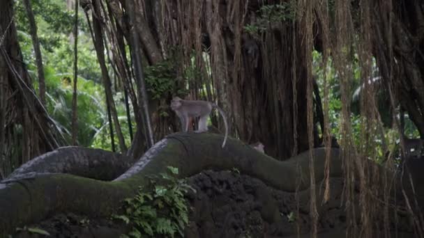 暴力猴_暴力猴怎么刷课_暴力猴安卓版