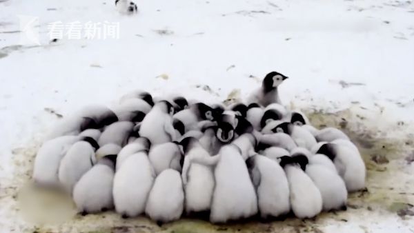 世界上体型最大的企鹅_世界上企鹅的大小排名_企鹅体积最大