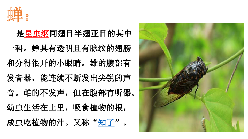 夏天泽羽毛球_夏天泽是谁_天泽一夏