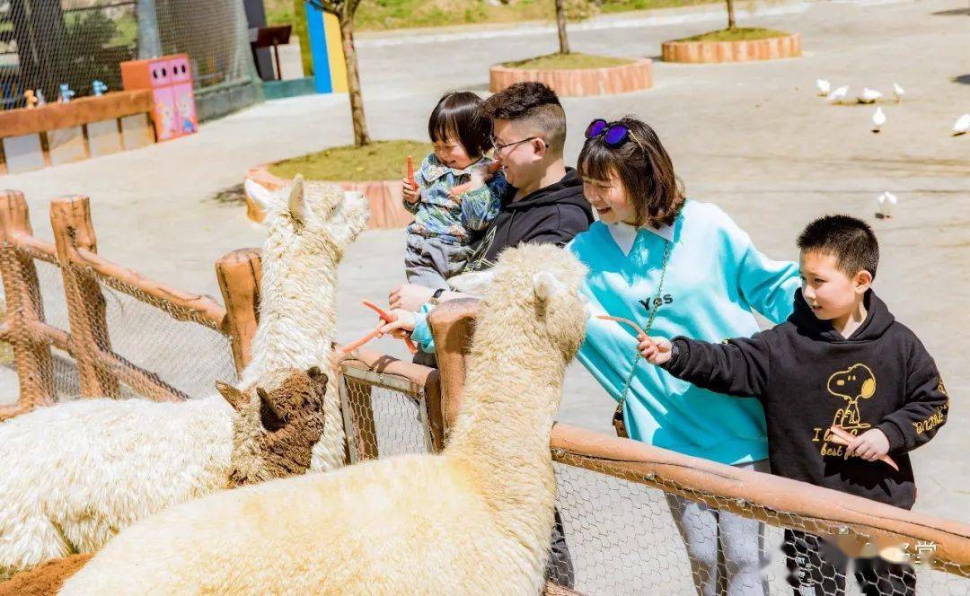 动物园单机_电脑动物园游戏下载手机版_动物园的电脑游戏