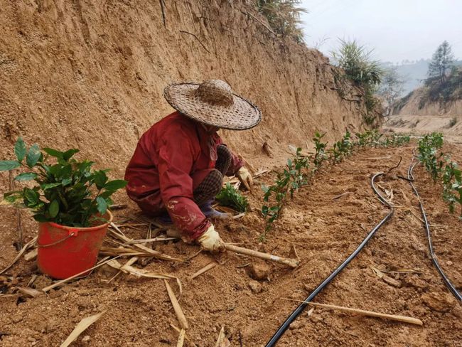 茶园版手机游戏大全_茶园游戏手机版_手机游戏茶苑官网